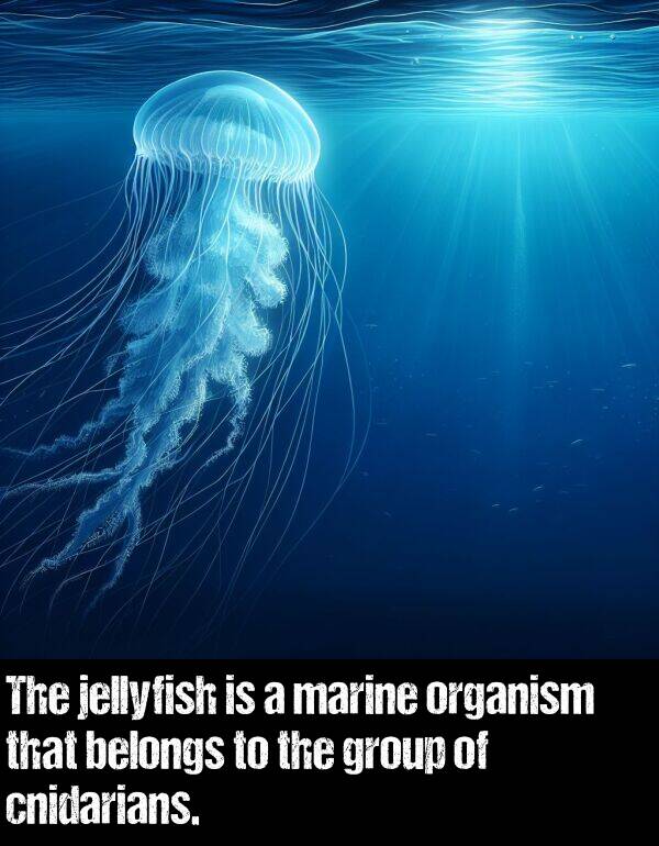 organism: The jellyfish is a marine organism that belongs to the group of cnidarians.