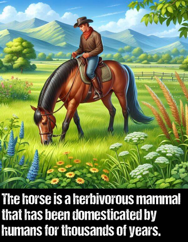 years: The horse is a herbivorous mammal that has been domesticated by humans for thousands of years.