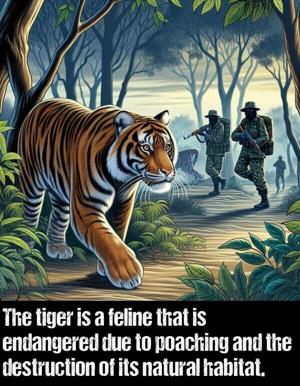 due: The tiger is a feline that is endangered due to poaching and the destruction of its natural habitat.