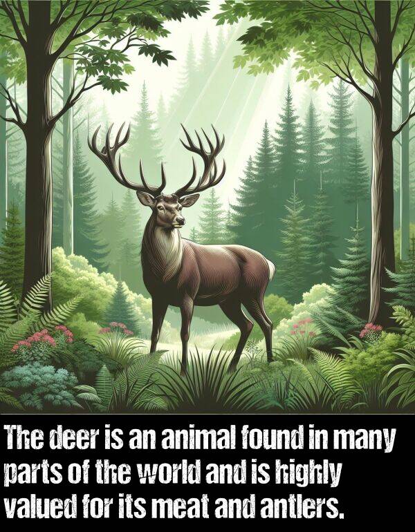 deer: The deer is an animal found in many parts of the world and is highly valued for its meat and antlers.