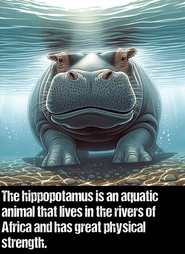 lives: The hippopotamus is an aquatic animal that lives in the rivers of Africa and has great physical strength.