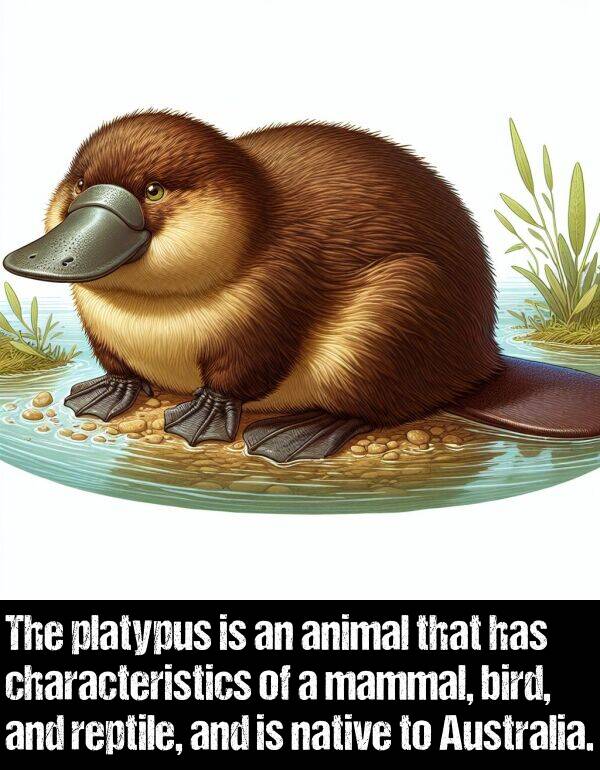 bird: The platypus is an animal that has characteristics of a mammal, bird, and reptile, and is native to Australia.