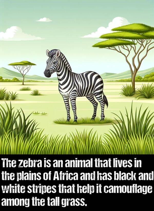 grass: The zebra is an animal that lives in the plains of Africa and has black and white stripes that help it camouflage among the tall grass.