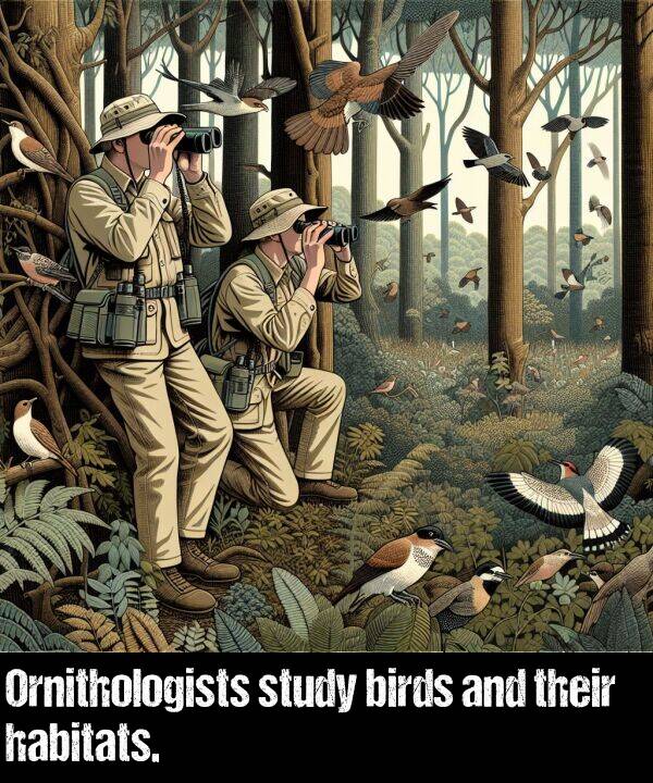 birds: Ornithologists study birds and their habitats.