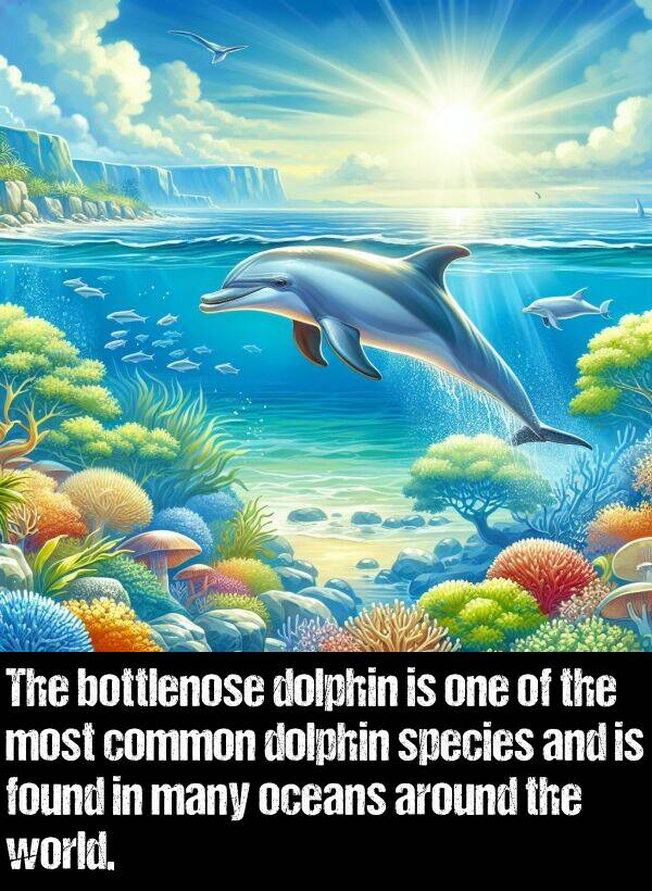 oceans: The bottlenose dolphin is one of the most common dolphin species and is found in many oceans around the world.