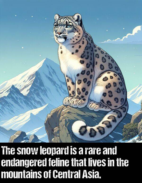 lives: The snow leopard is a rare and endangered feline that lives in the mountains of Central Asia.