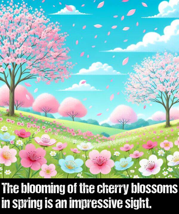 blooming: The blooming of the cherry blossoms in spring is an impressive sight.