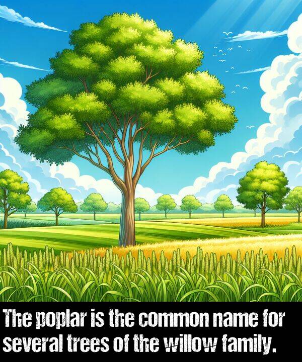 poplar: The poplar is the common name for several trees of the willow family.