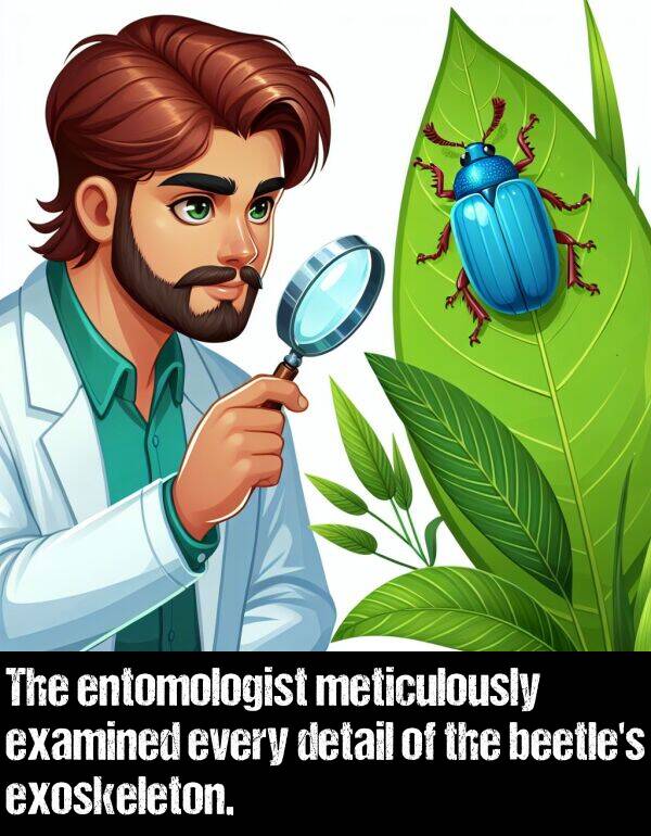 detail: The entomologist meticulously examined every detail of the beetle's exoskeleton.