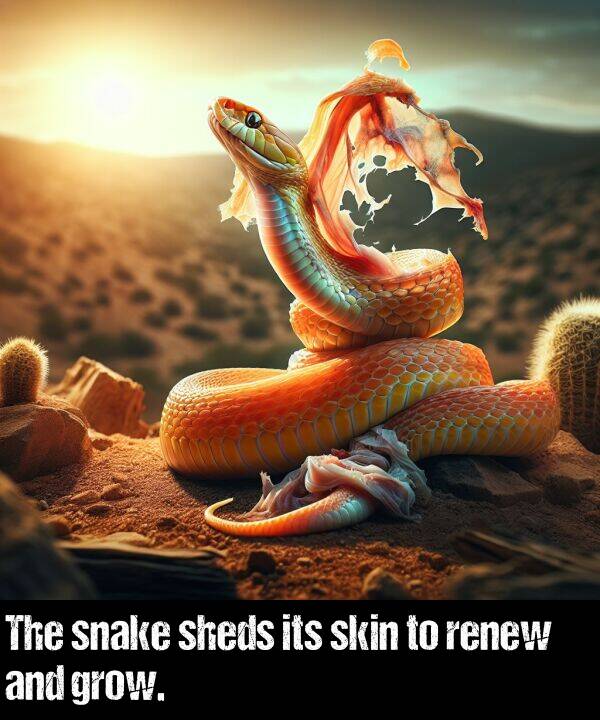 snake: The snake sheds its skin to renew and grow.