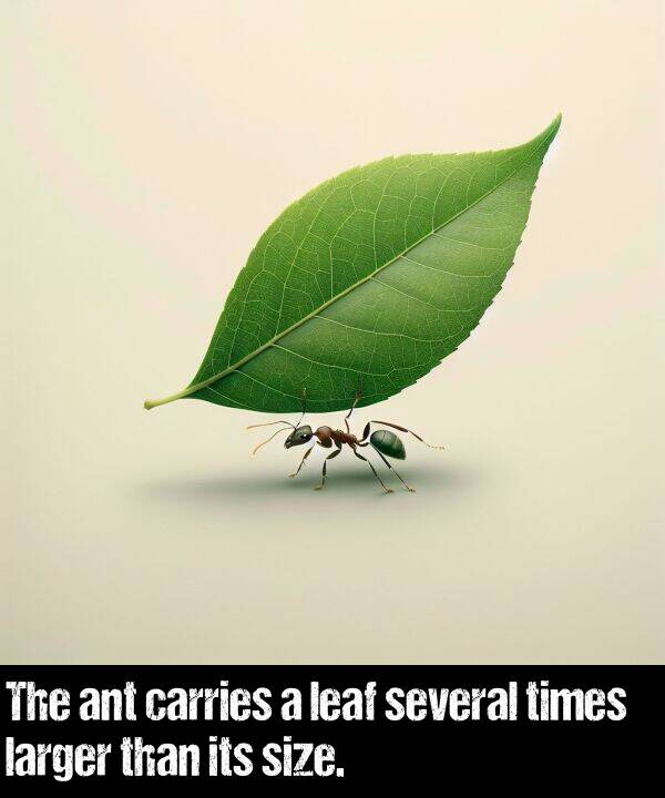 its: The ant carries a leaf several times larger than its size.