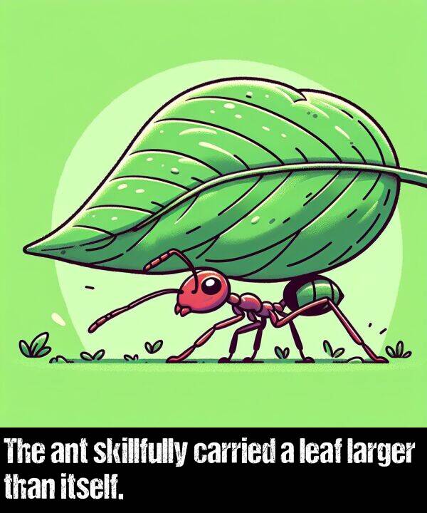 larger: The ant skillfully carried a leaf larger than itself.