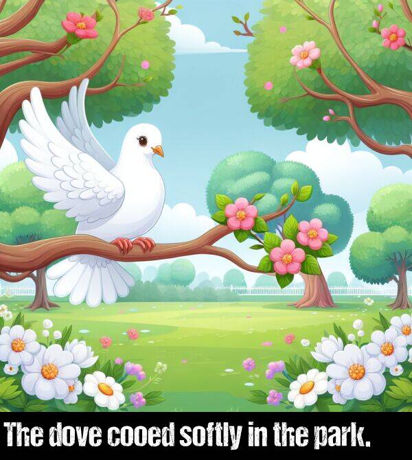 the: The dove cooed softly in the park.