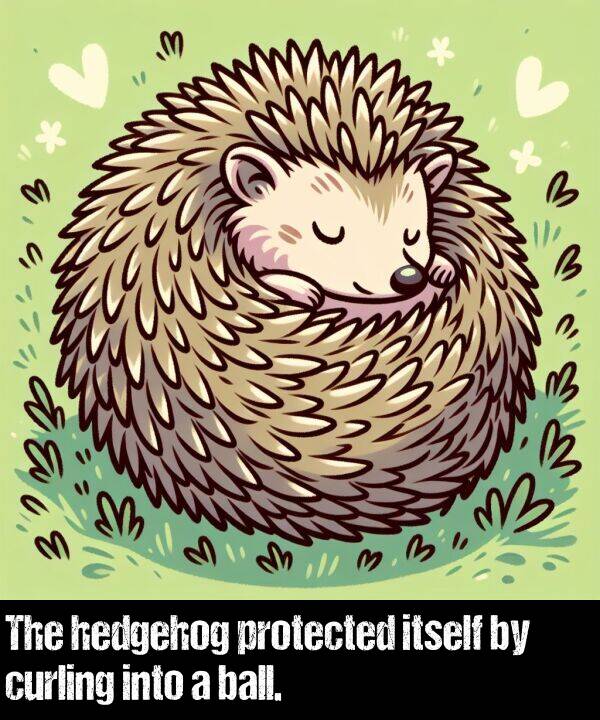 ball: The hedgehog protected itself by curling into a ball.