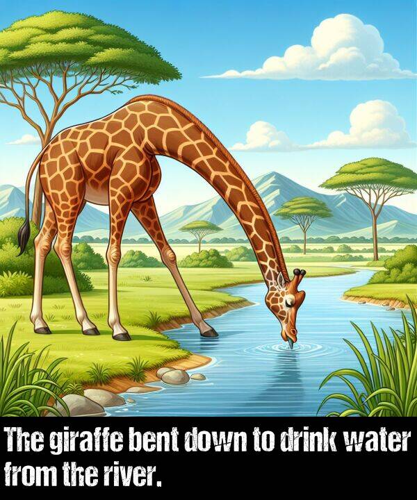 bent: The giraffe bent down to drink water from the river.