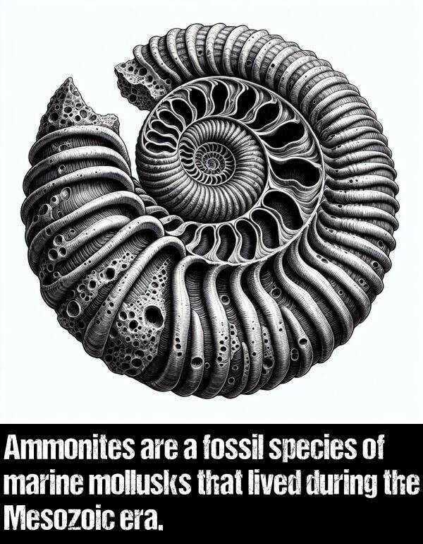 during: Ammonites are a fossil species of marine mollusks that lived during the Mesozoic era.