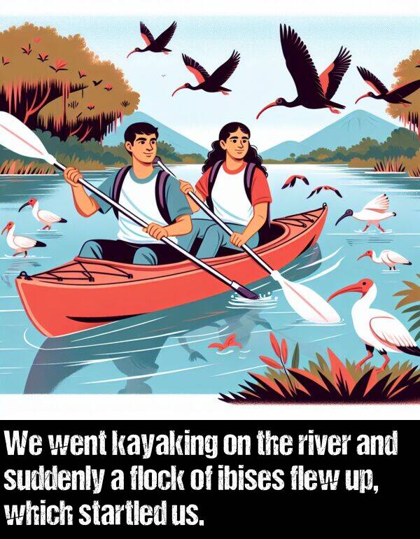 us: We went kayaking on the river and suddenly a flock of ibises flew up, which startled us.