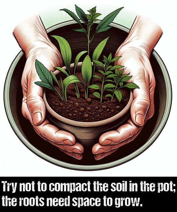 not: Try not to compact the soil in the pot; the roots need space to grow.