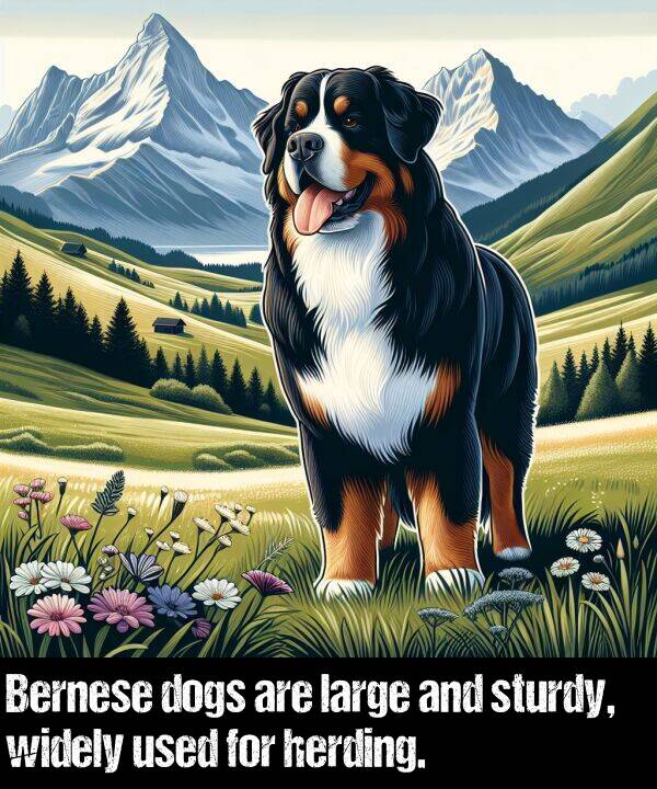 herding: Bernese dogs are large and sturdy, widely used for herding.