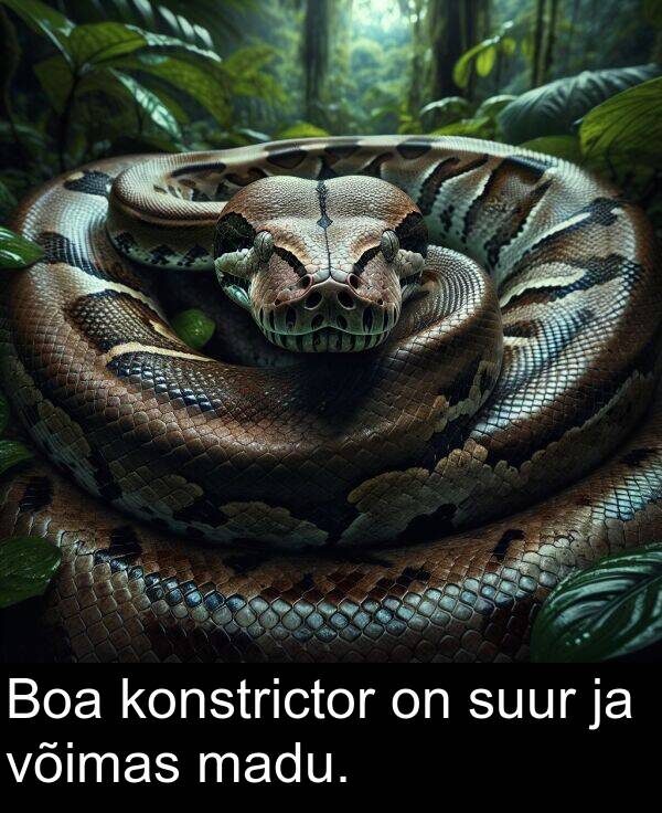 madu: Boa konstrictor on suur ja võimas madu.