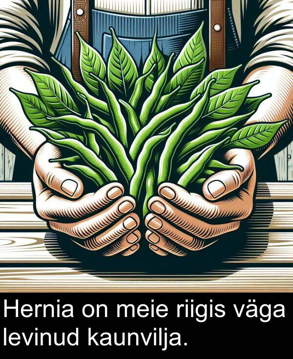 levinud: Hernia on meie riigis väga levinud kaunvilja.