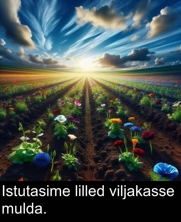 lilled: Istutasime lilled viljakasse mulda.