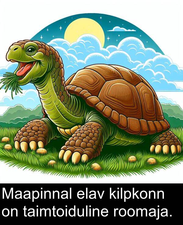 elav: Maapinnal elav kilpkonn on taimtoiduline roomaja.