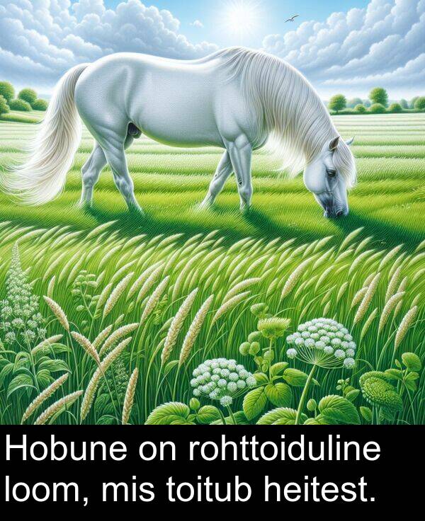 loom: Hobune on rohttoiduline loom, mis toitub heitest.