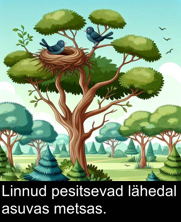 metsas: Linnud pesitsevad lähedal asuvas metsas.