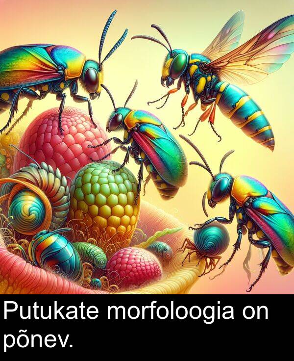 põnev: Putukate morfoloogia on põnev.