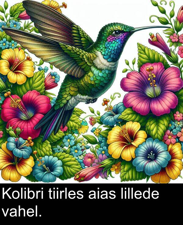 vahel: Kolibri tiirles aias lillede vahel.