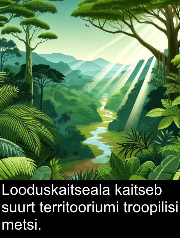 kaitseb: Looduskaitseala kaitseb suurt territooriumi troopilisi metsi.