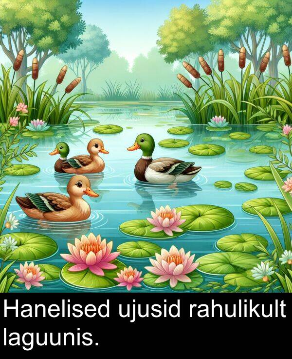 ujusid: Hanelised ujusid rahulikult laguunis.