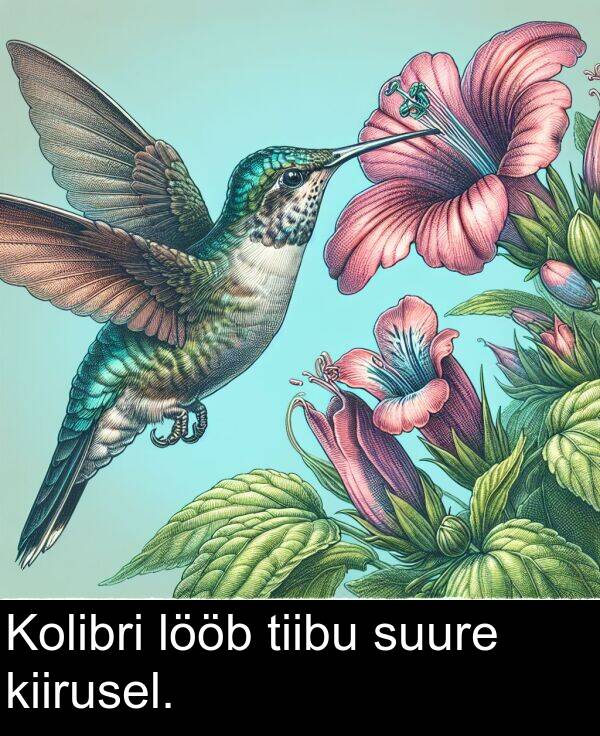 kiirusel: Kolibri lööb tiibu suure kiirusel.