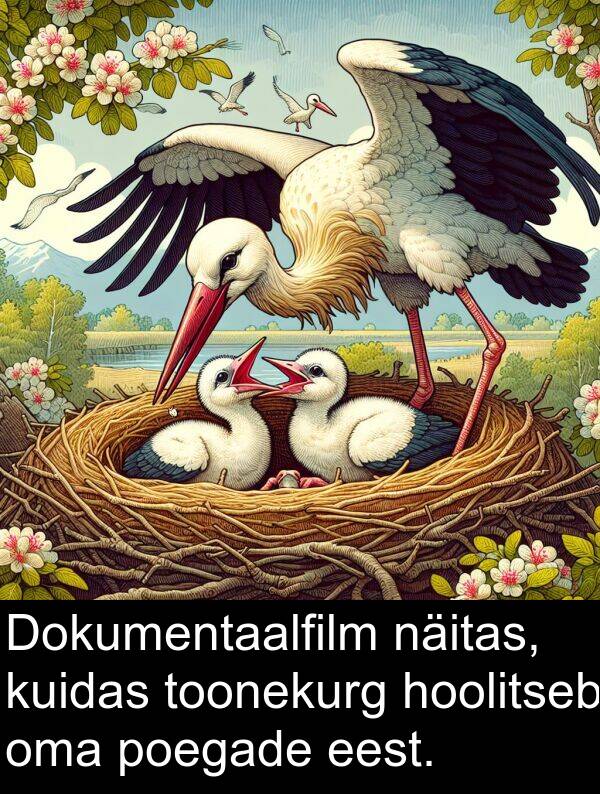 eest: Dokumentaalfilm näitas, kuidas toonekurg hoolitseb oma poegade eest.