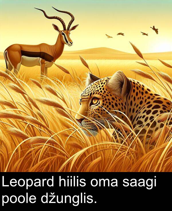 saagi: Leopard hiilis oma saagi poole džunglis.