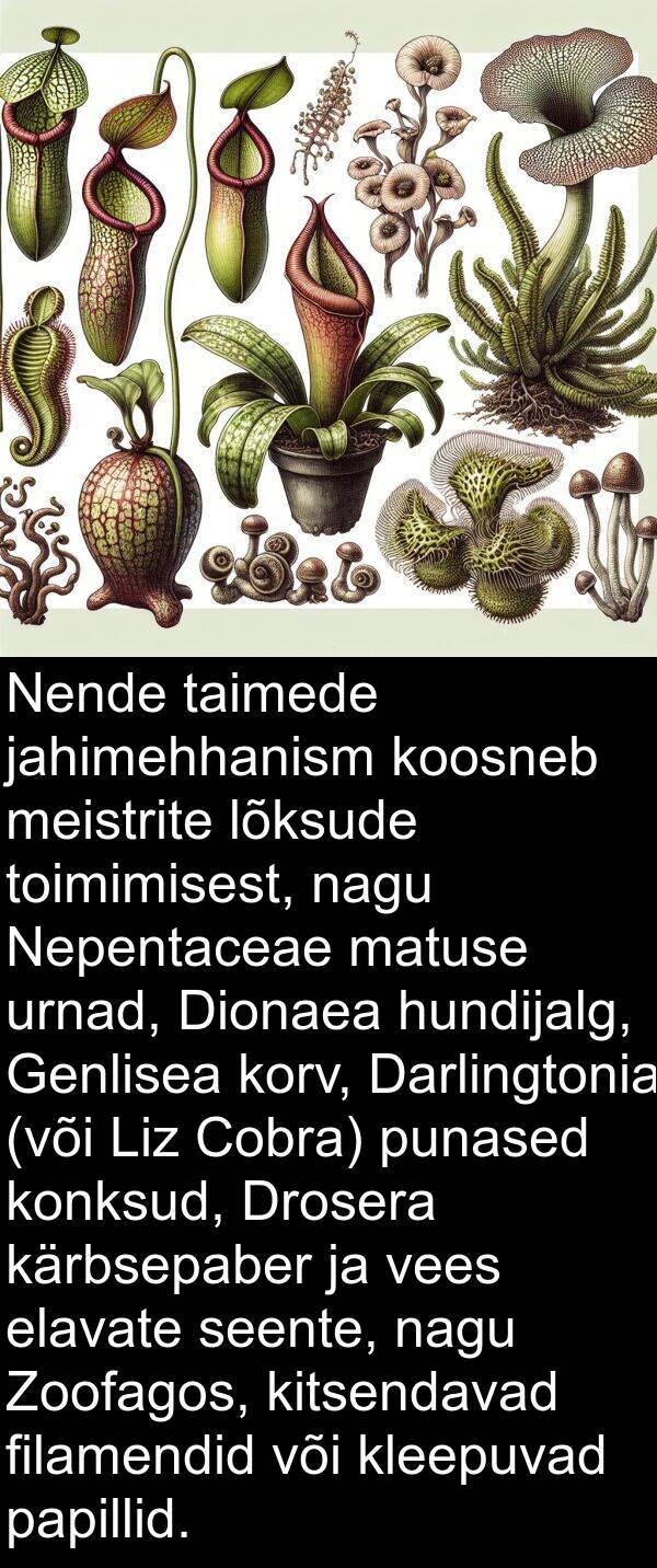 taimede: Nende taimede jahimehhanism koosneb meistrite lõksude toimimisest, nagu Nepentaceae matuse urnad, Dionaea hundijalg, Genlisea korv, Darlingtonia (või Liz Cobra) punased konksud, Drosera kärbsepaber ja vees elavate seente, nagu Zoofagos, kitsendavad filamendid või kleepuvad papillid.