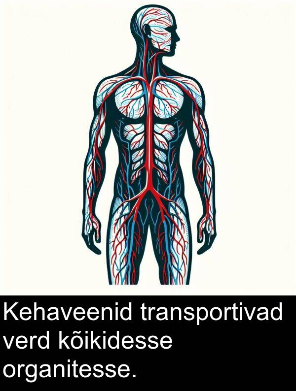 verd: Kehaveenid transportivad verd kõikidesse organitesse.