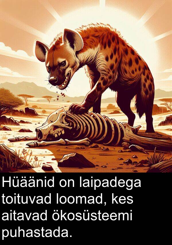 loomad: Hüäänid on laipadega toituvad loomad, kes aitavad ökosüsteemi puhastada.