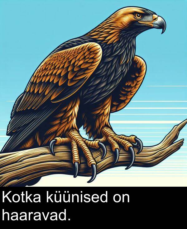 küünised: Kotka küünised on haaravad.