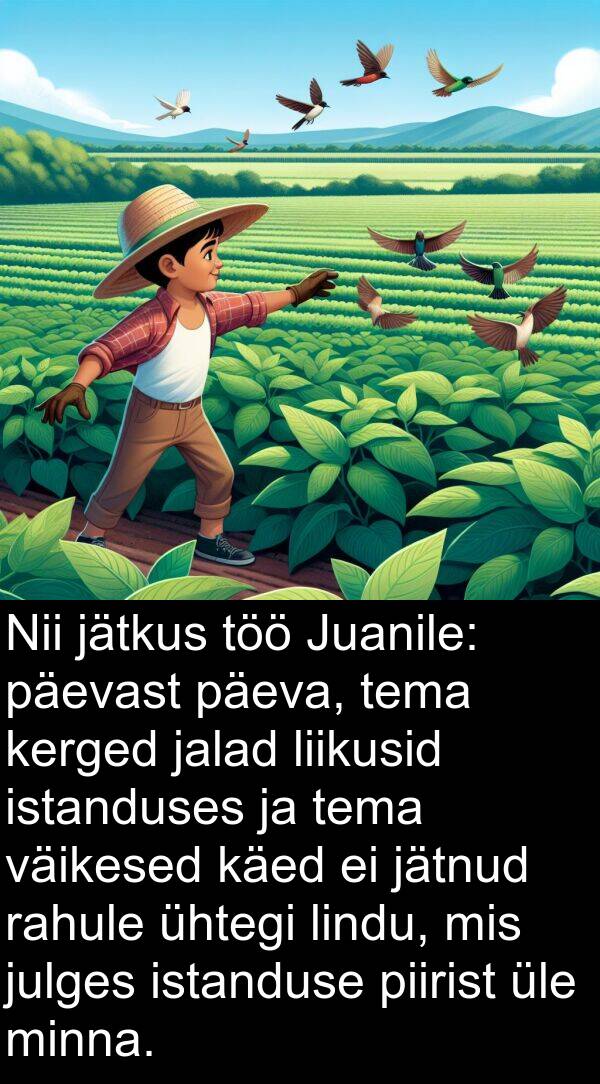 rahule: Nii jätkus töö Juanile: päevast päeva, tema kerged jalad liikusid istanduses ja tema väikesed käed ei jätnud rahule ühtegi lindu, mis julges istanduse piirist üle minna.