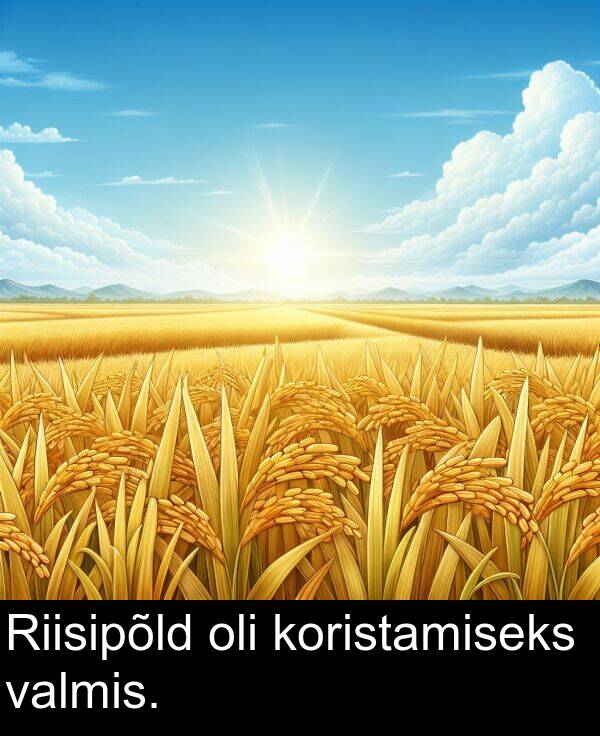 oli: Riisipõld oli koristamiseks valmis.