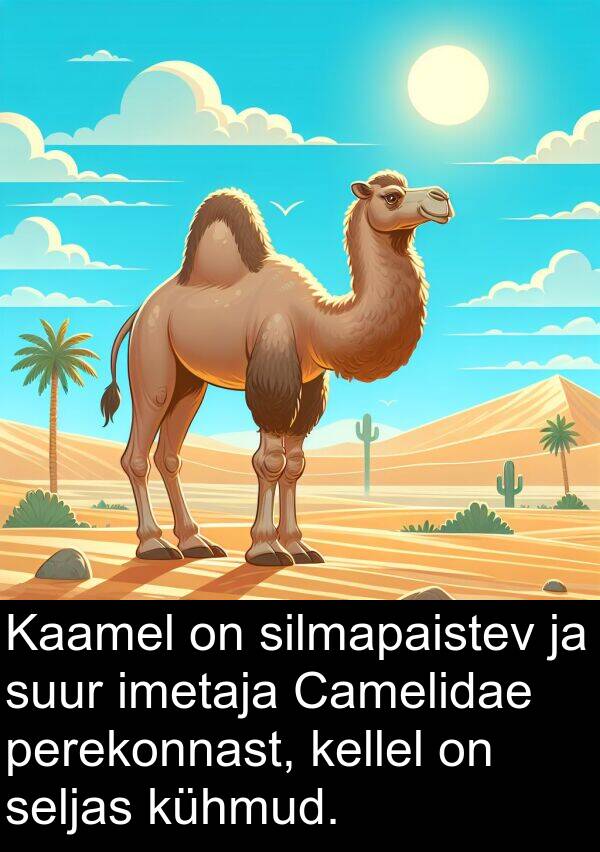 perekonnast: Kaamel on silmapaistev ja suur imetaja Camelidae perekonnast, kellel on seljas kühmud.