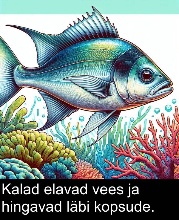 vees: Kalad elavad vees ja hingavad läbi kopsude.