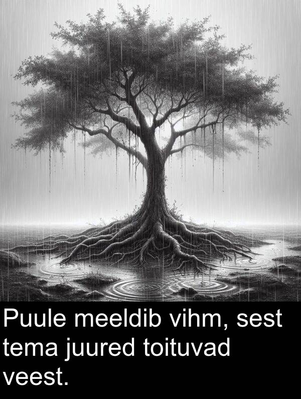 juured: Puule meeldib vihm, sest tema juured toituvad veest.