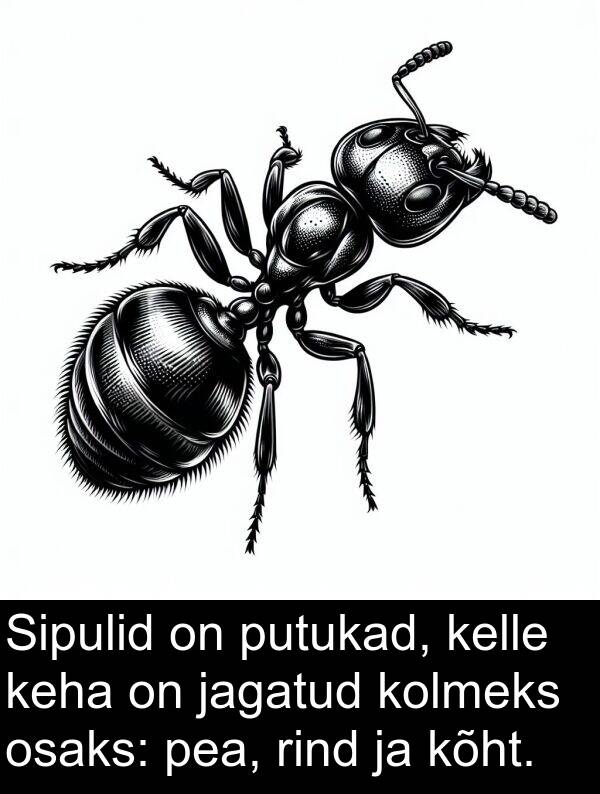 jagatud: Sipulid on putukad, kelle keha on jagatud kolmeks osaks: pea, rind ja kõht.