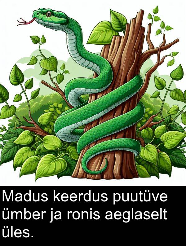 aeglaselt: Madus keerdus puutüve ümber ja ronis aeglaselt üles.