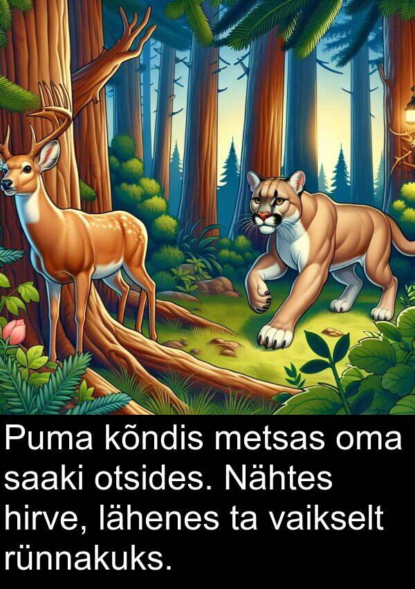 saaki: Puma kõndis metsas oma saaki otsides. Nähtes hirve, lähenes ta vaikselt rünnakuks.