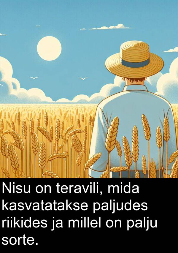 paljudes: Nisu on teravili, mida kasvatatakse paljudes riikides ja millel on palju sorte.