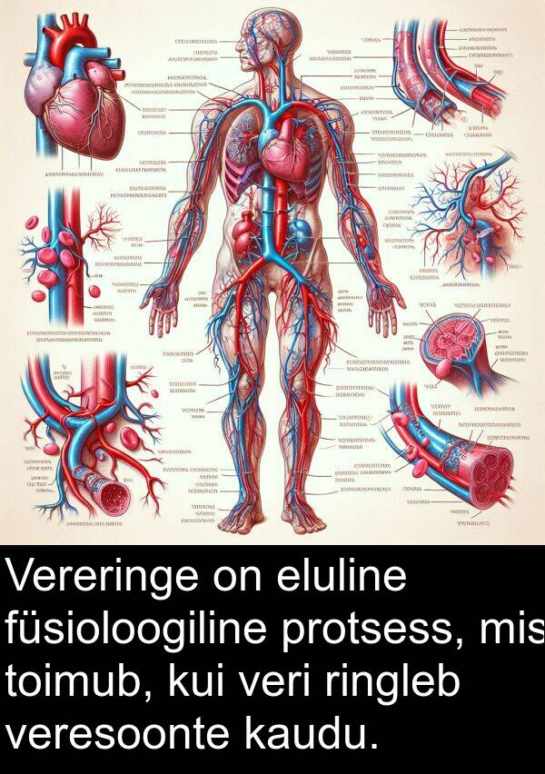 füsioloogiline: Vereringe on eluline füsioloogiline protsess, mis toimub, kui veri ringleb veresoonte kaudu.